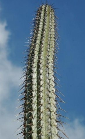 Pachycereus_hollianus